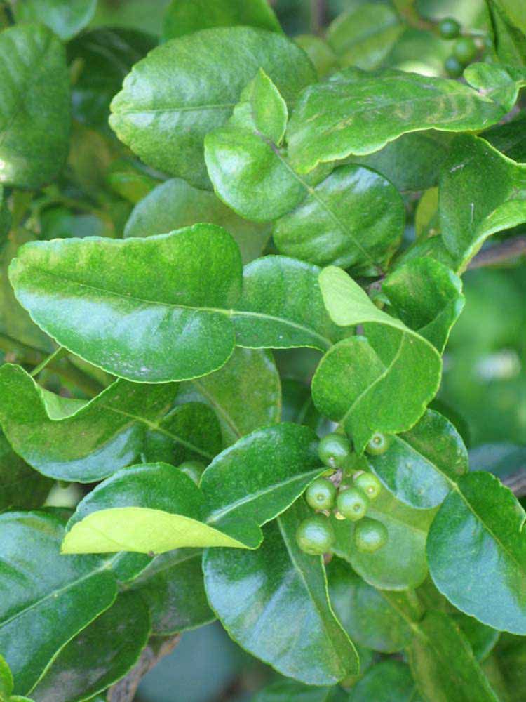                 Shade   leaves (Kaffir, Winter Haven, FL)       